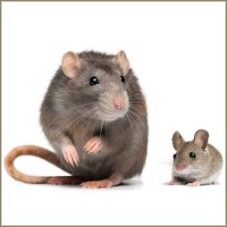 Rat en muis
