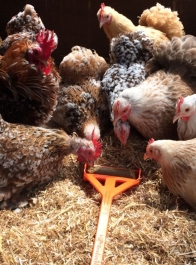 Hentastic Fun Feeder, ideal for Chick Sticks