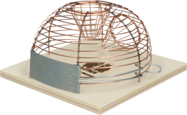 Muizenval korf levend "Luna"