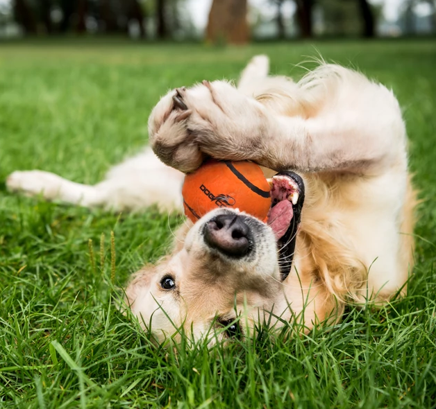 Dog Comets Tennisbal Met Pieper Neutron Star Zeer sterke, super hoog stuiterende tennisbal met pieper!