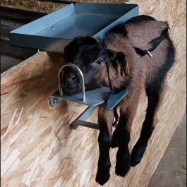 Express-Lamm/Kinderhalter