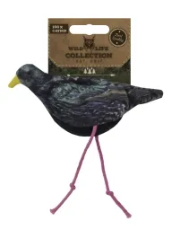 Wild Life Cat Starling (Starling)